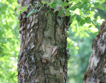 Bouleau noir Heritage – Betula nigra Heritage - Photo by David J. Stang, CC BY-SA 4.0, via Wikimedia Commons