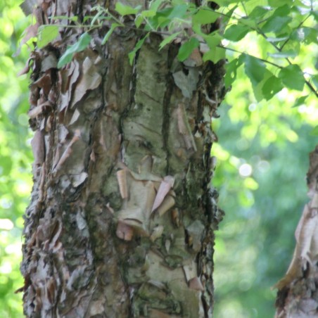 Bouleau noir Heritage – Betula nigra Heritage - Photo by David J. Stang, CC BY-SA 4.0, via Wikimedia Commons