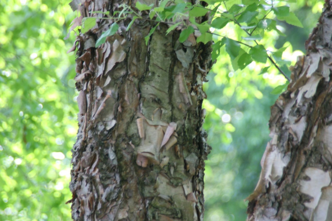Schwarz-Birke Heritage – Betula nigra ‘Heritage’ - 5-Liter-Topf