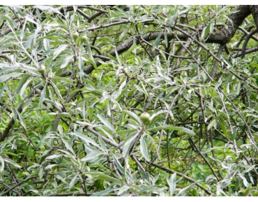 Pyrus salicifolia Pendula - Sehrg, Public domain, via Wikimedia Commons