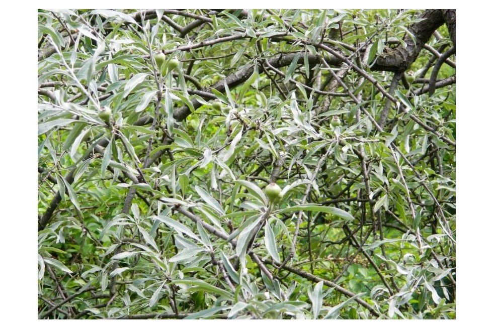 Pyrus salicifolia Pendula - Sehrg, Public domain, via Wikimedia Commons