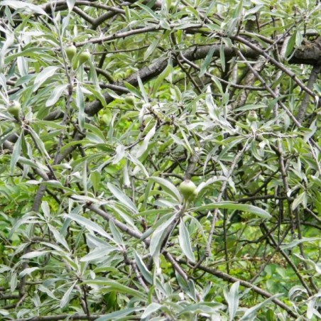 Pyrus salicifolia Pendula - Sehrg, Public domain, via Wikimedia Commons