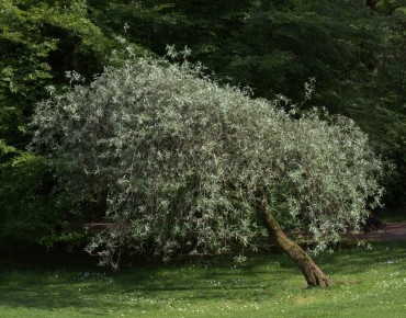 Pyrus salicifolia Pendula - Averater, CC BY-SA 3.0, via Wikimedia Commons