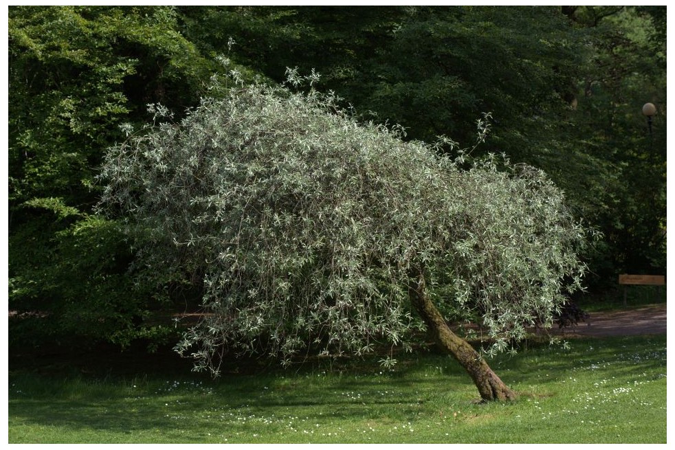 Pyrus salicifolia Pendula - Averater, CC BY-SA 3.0, via Wikimedia Commons