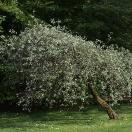 Pyrus salicifolia Pendula - Averater, CC BY-SA 3.0, via Wikimedia Commons