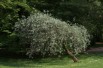 Pyrus salicifolia Pendula - Averater, CC BY-SA 3.0, via Wikimedia Commons