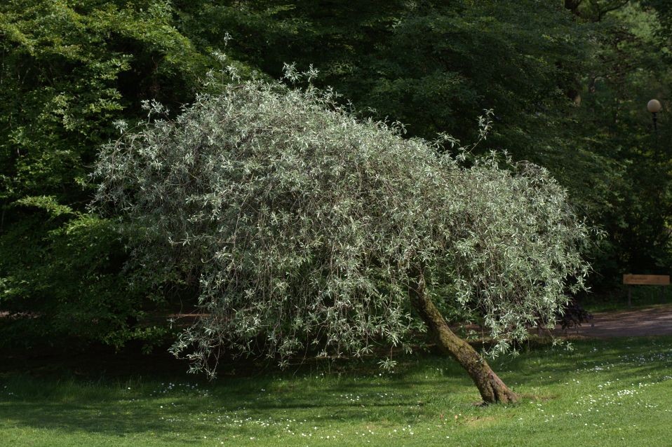 Treursierpeer - Pyrus salicifolia Pendula