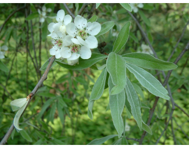Pyrus salicifolia Pendula - Radomil talk, CC BY-SA 3.0, via Wikimedia Commons