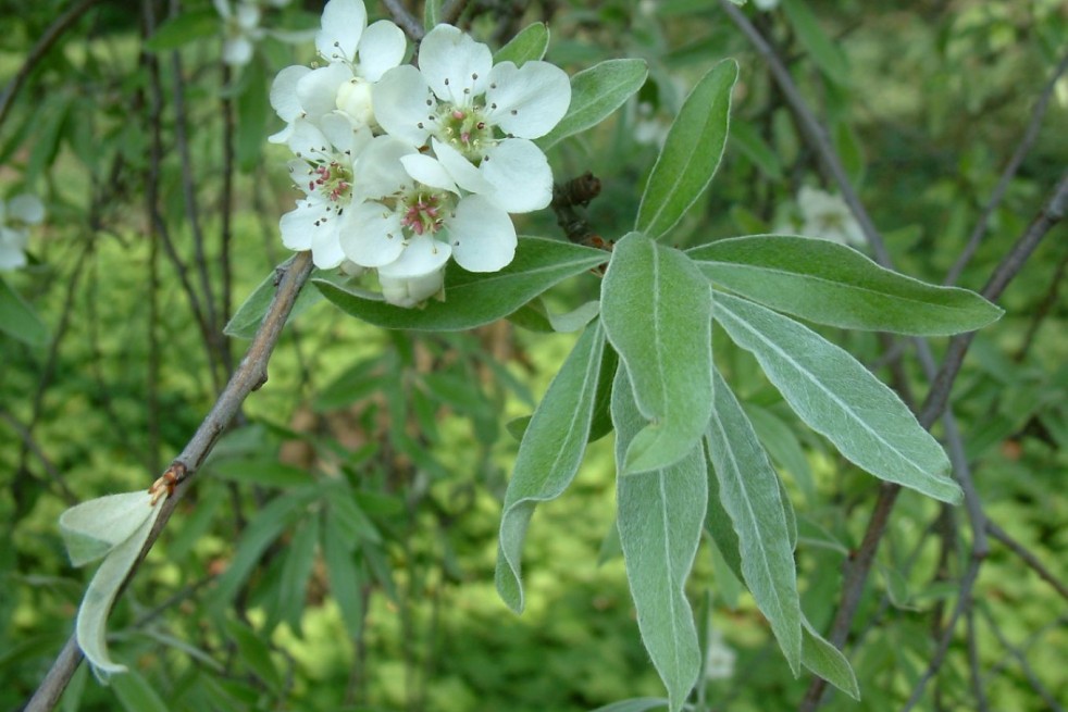 Pyrus salicifolia Pendula - Radomil talk, CC BY-SA 3.0, via Wikimedia Commons