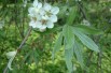 Pyrus salicifolia Pendula - Radomil talk, CC BY-SA 3.0, via Wikimedia Commons
