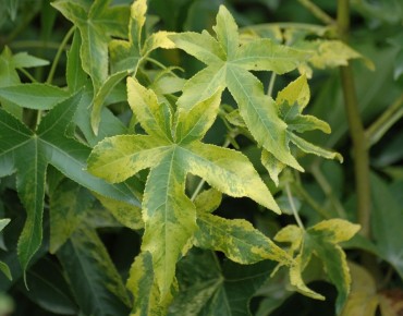 Gelblaubiger Amberbaum - Liquidambar styraciflua Aurea - Jardins du Monde.be