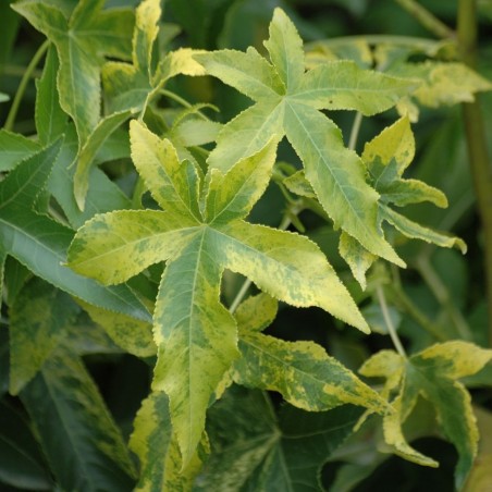 Variegated American Sweetgum - Liquidambar styraciflua Aurea - Jardins du Monde.be