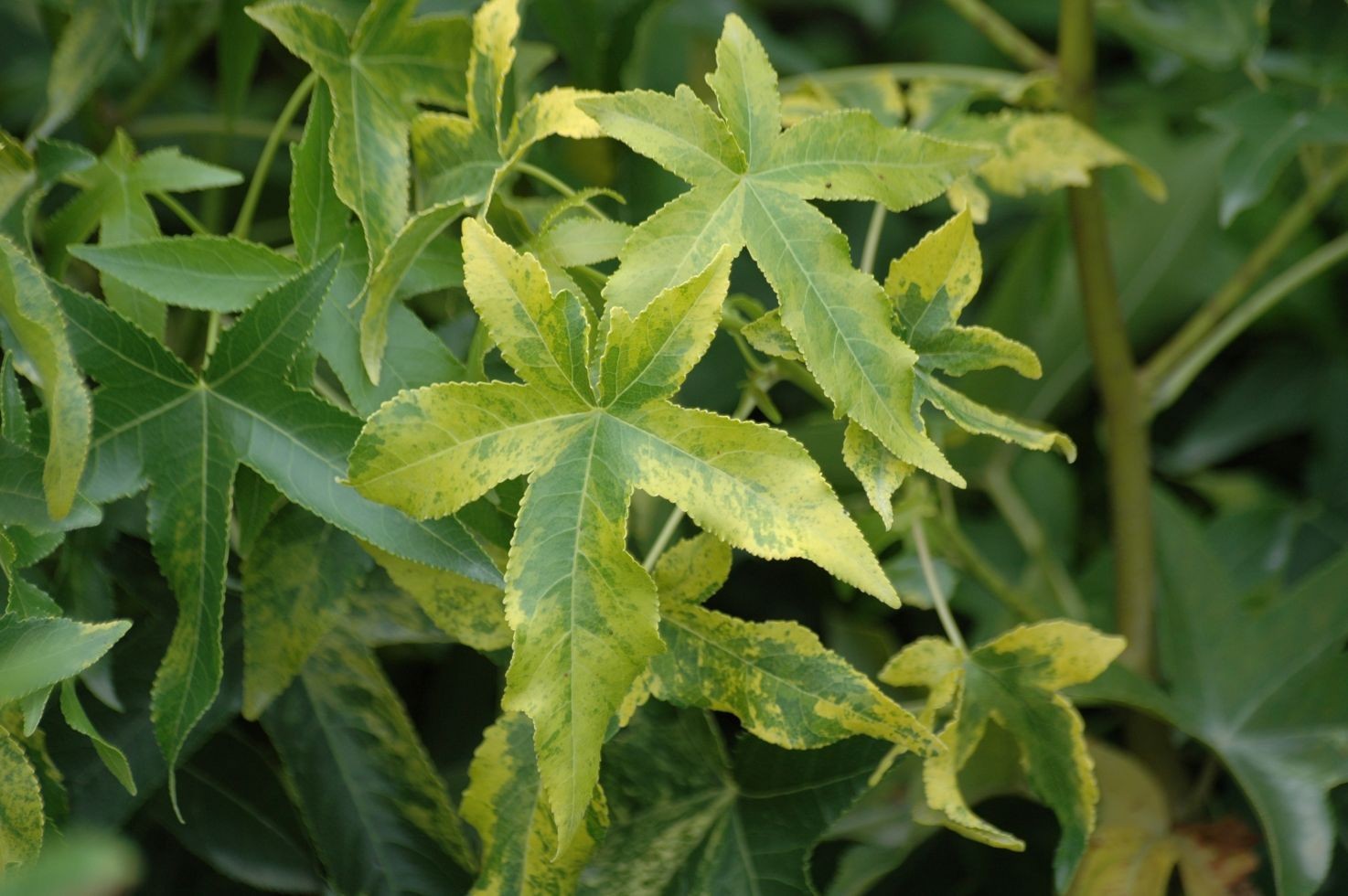 Copalme d'Amérique doré - Liquidambar styraciflua Aurea