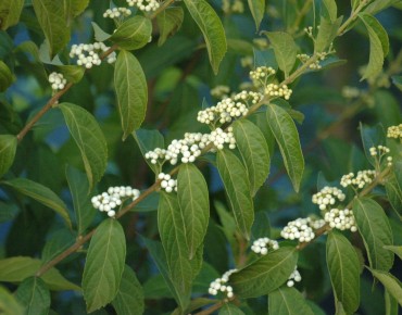 Arbuste aux bonbons blancs - Callicarpa bodinieri Magical Snowqueen - Jardins du Monde.be
