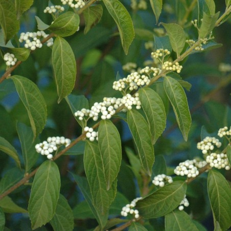Beautyberry Magical Snowqueen - Callicarpa bodinieri Magical Snowqueen - Jardins du Monde.be