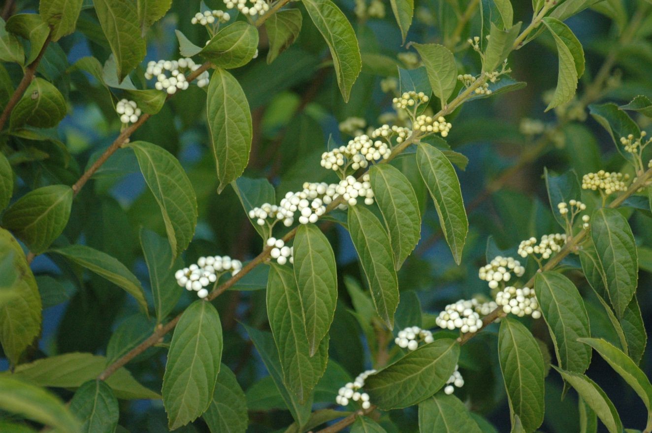 Schoonvrucht Magical Snowqueen - Callicarpa bodinieri Magical Snowqueen