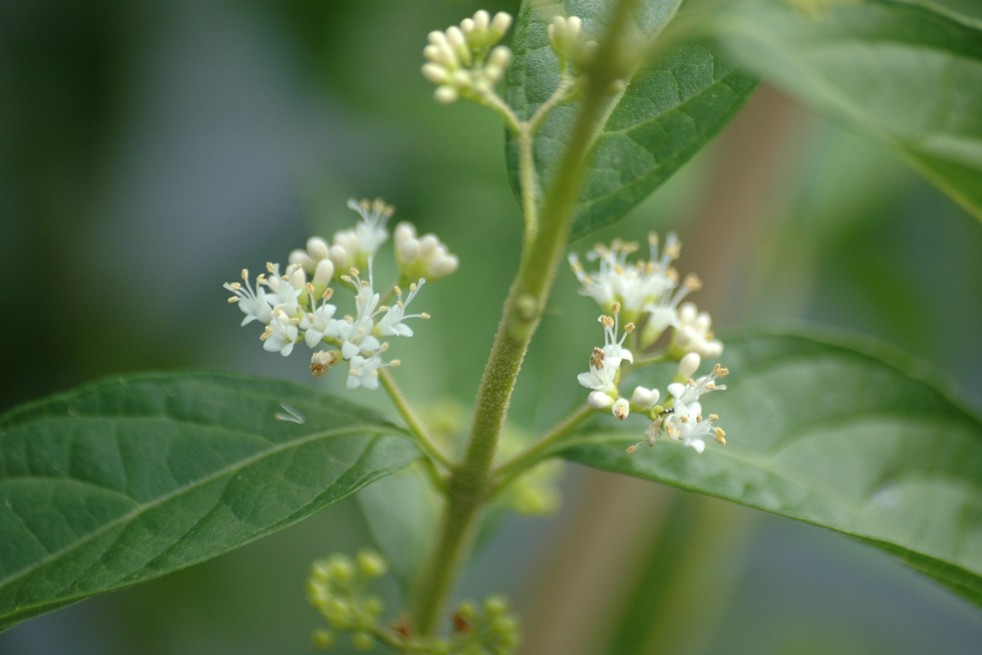Beautyberry Magical Snowqueen - Callicarpa bodinieri Magical Snowqueen - Jardins du Monde.be