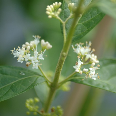 Schoonvrucht Magical Snowqueen - Callicarpa bodinieri Magical Snowqueen - Jardins du Monde.be