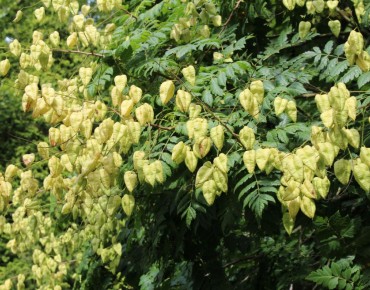 Blasenesche - Koelreuteria Paniculata - Jardins du Monde be