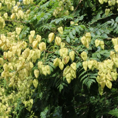 Goldenrain tree - Koelreuteria Paniculata - Jardins du Monde be