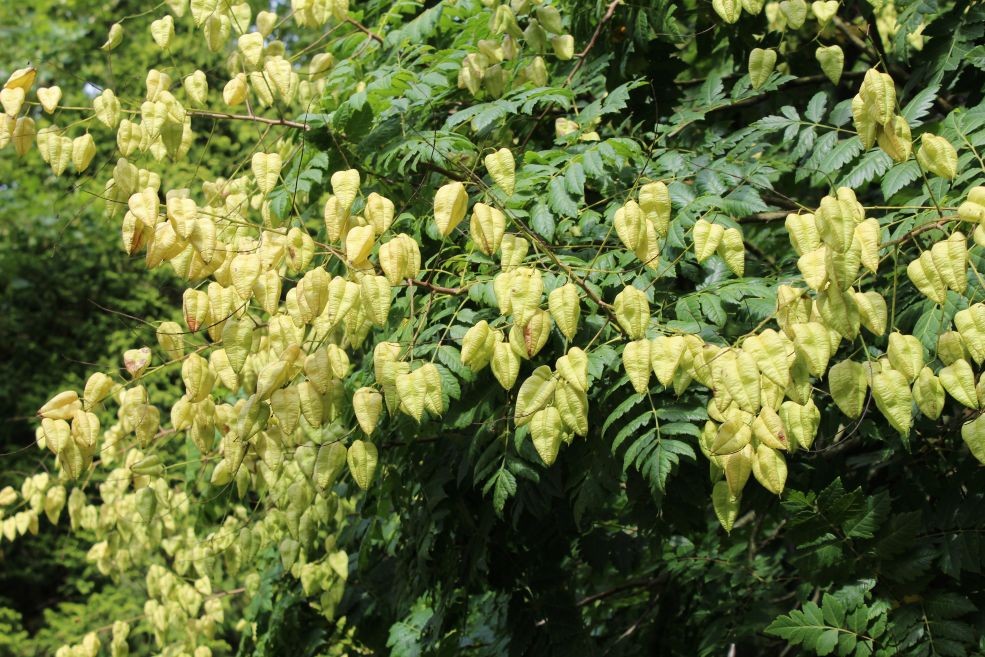 Goldenrain tree (in 10 liter pot)