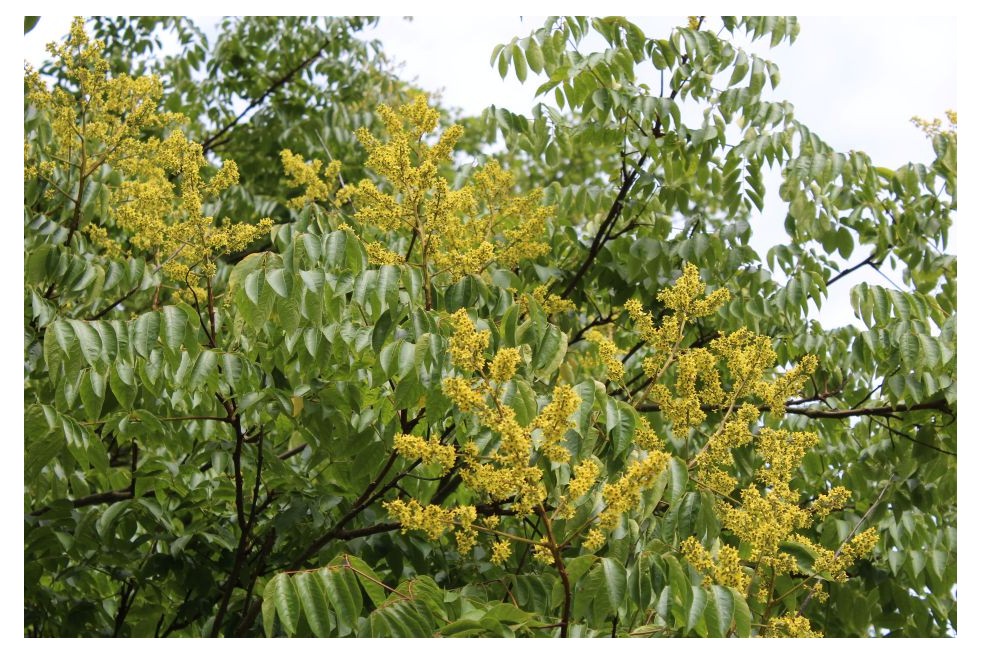 Goldenrain tree - Koelreuteria Paniculata - Jardins du Monde be