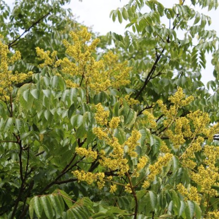 Goldenrain tree - Koelreuteria Paniculata - Jardins du Monde be