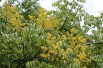 Goldenrain tree - Koelreuteria Paniculata - Jardins du Monde be