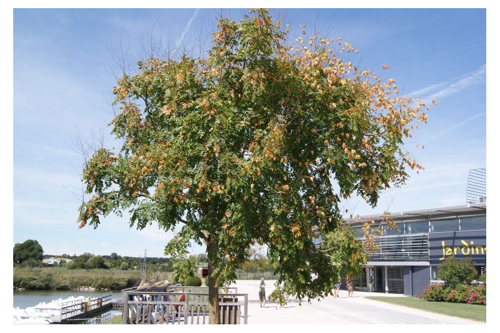 Savonnier - Koelreuteria Paniculata - Jardins du Monde be
