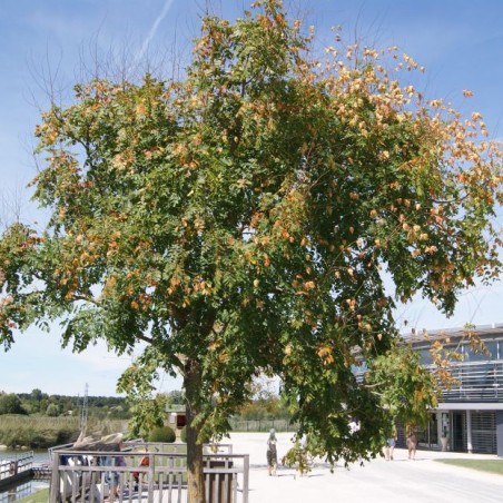 Goldenrain tree - Koelreuteria Paniculata - Jardins du Monde be
