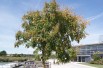 Goldenrain tree - Koelreuteria Paniculata - Jardins du Monde be
