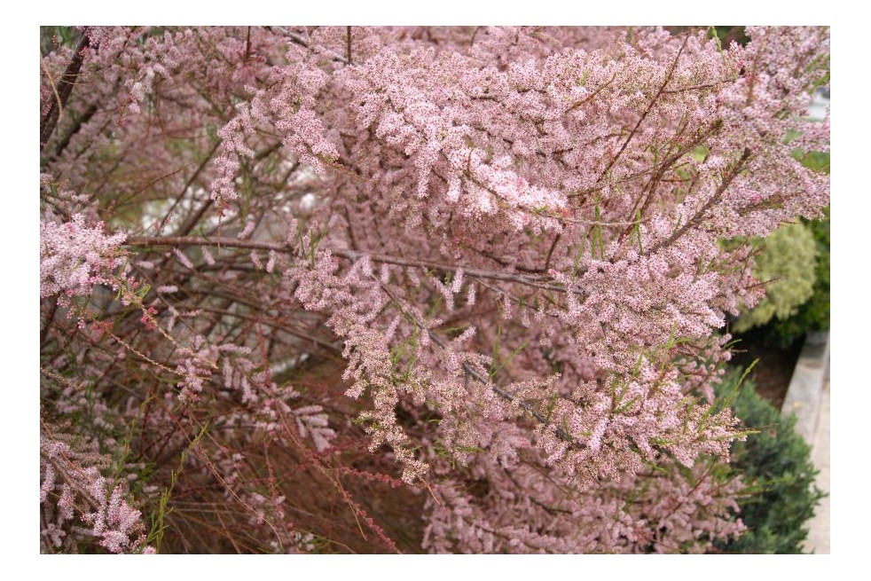 Spring Tamarisk - Tamarix tetrandra - Jardins du Monde be