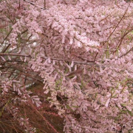 Tamarisk - Tamarix tetrandra - Jardins du Monde be