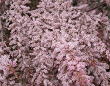 Spring Tamarisk - Tamarix tetrandra - Jardins du Monde be