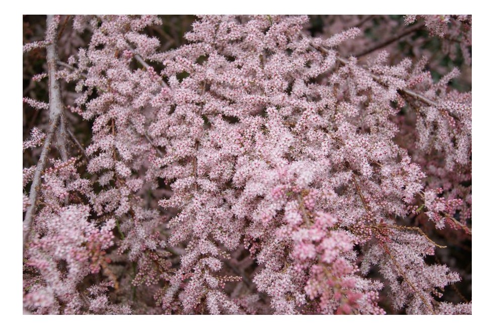 Tamaris de printemps - Tamarix tetrandra - Jardins du Monde be