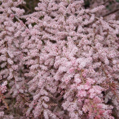 Spring Tamarisk - Tamarix tetrandra - Jardins du Monde be