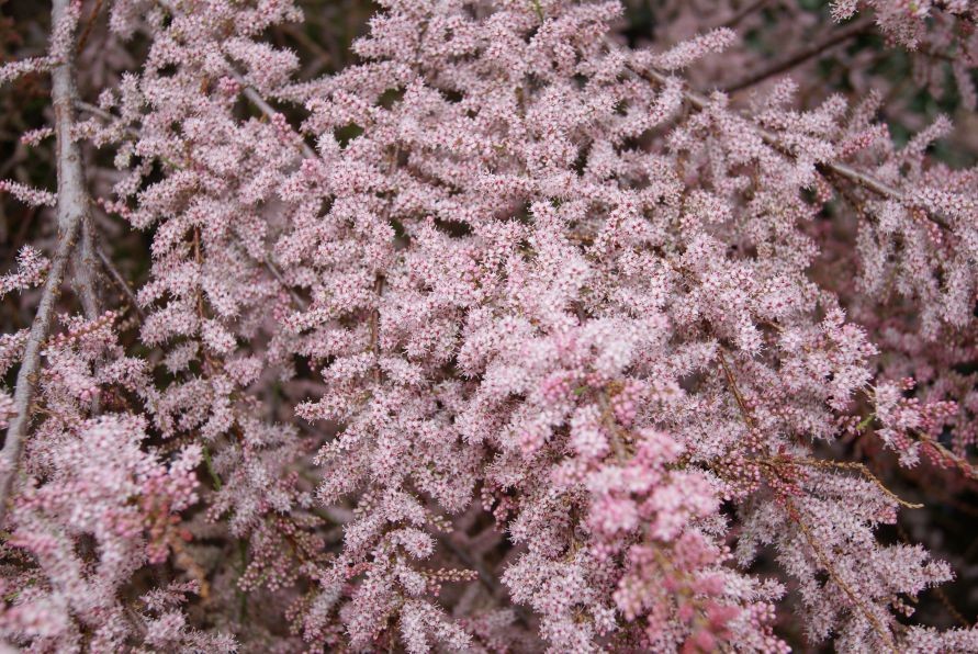 Spring Tamarisk