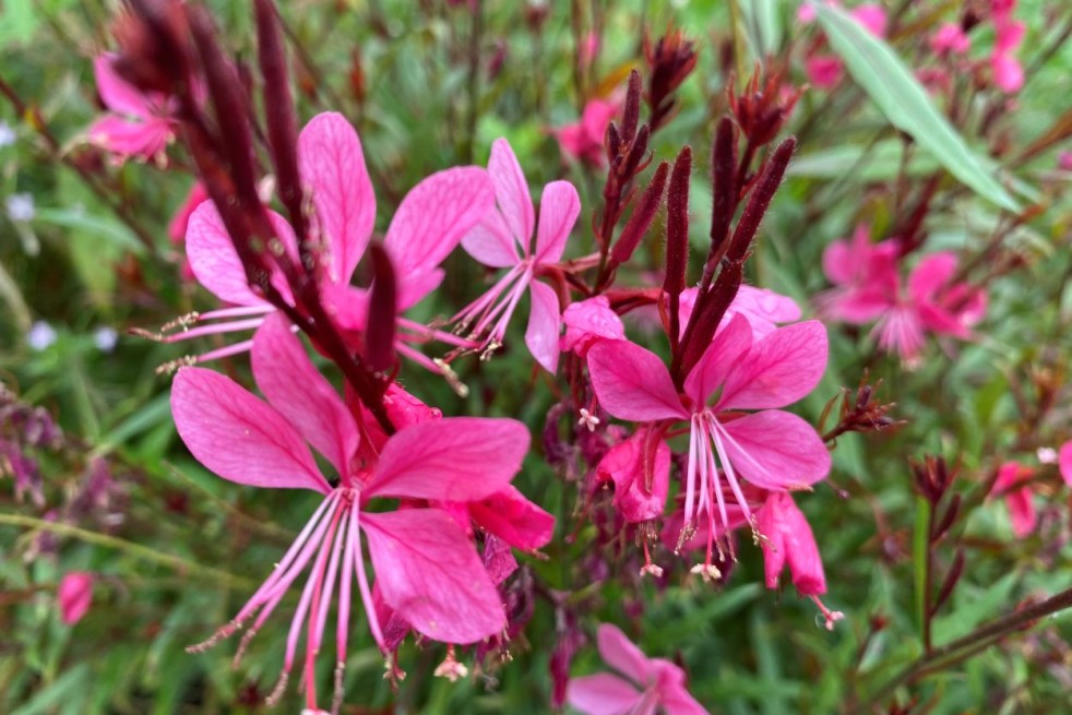 Gaura rouge - Gaura lindheimeri Red Color - Jardins du Monde be