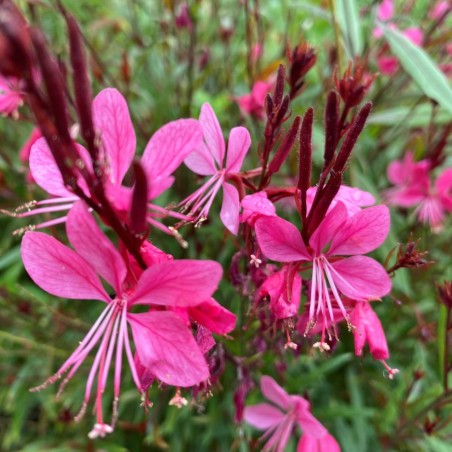 Gaura rouge - Gaura lindheimeri Red Color - Jardins du Monde be