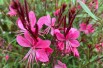 Gaura rouge - Gaura lindheimeri Red Color - Jardins du Monde be