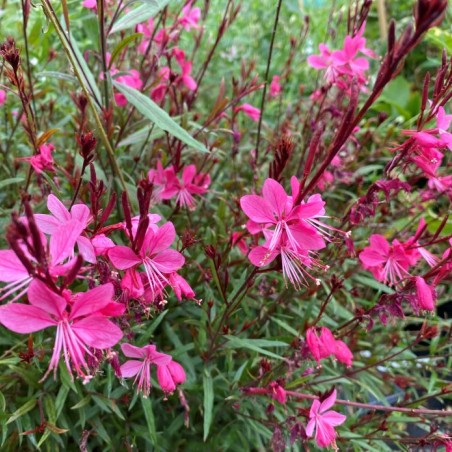 Gaura rouge - Gaura lindheimeri Red Color - Jardins du Monde be