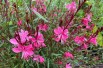 Beeblossom Red Color - Gaura lindheimeri Red Color - Jardins du Monde be