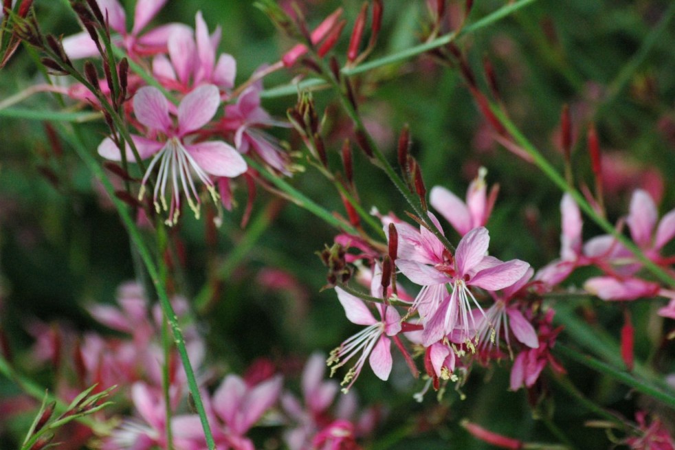 Beeblossom Pink - Gaura lindheimeri Siskiyou Pink - Jardins du Monde be