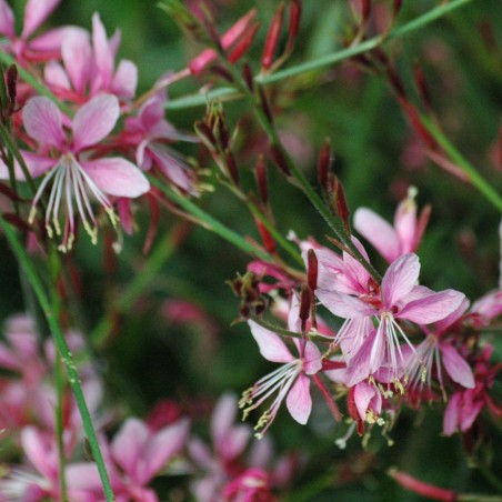 Beeblossom Pink - Gaura lindheimeri Siskiyou Pink - Jardins du Monde be