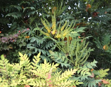 Mahonia Charity - Mahonia media Charity - Jardins du Monde be
