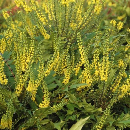 Mahonie Charity - Mahonia media Charity - Jardins du Monde be