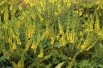 Oregon grape Charity - Mahonia media Charity - Jardins du Monde be