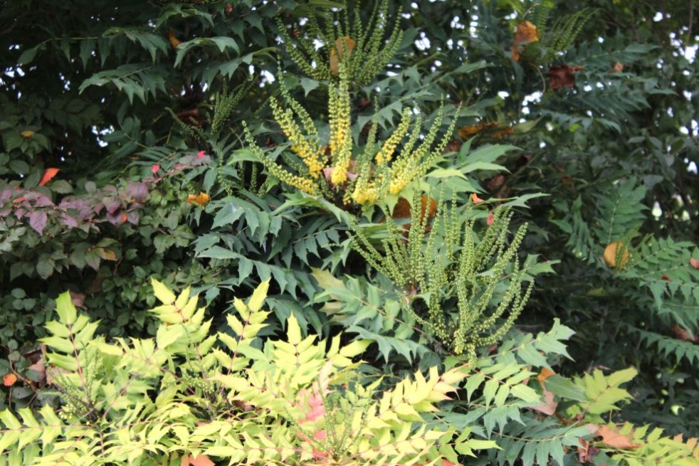 Oregon grape Charity - Mahonia media Charity - Jardins du Monde be