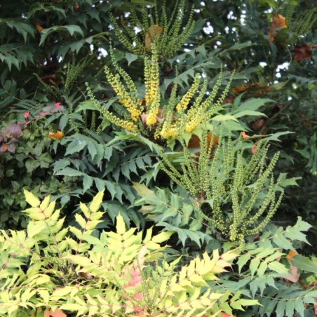 Mahonia Charity - Mahonia media Charity - Jardins du Monde be