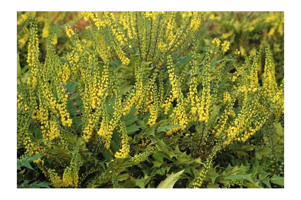 Mahonia Charity - Mahonia media Charity - Jardins du Monde be